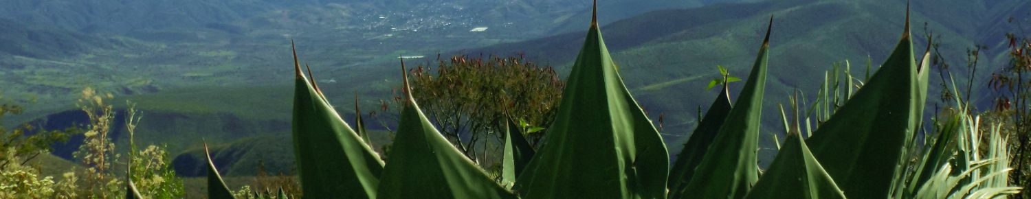 MEZCAL ARTESANAL DE MAGUEYES SILVESTRES