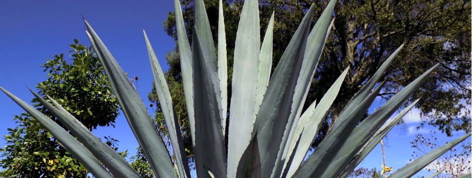 MEZCAL ARTESANAL DE VENTA AL PUBLICO CIUDAD DE MEXICO