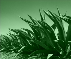 UN BUEN MEZCAL ARTESANAL EN LA CIUDAD DE MEXICO